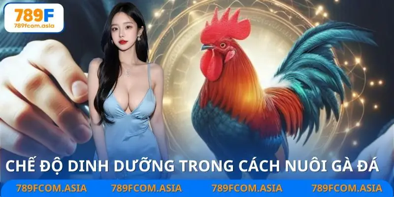 Cách nuôi gà đá đúng cách với chế độ dinh dưỡng cân đối